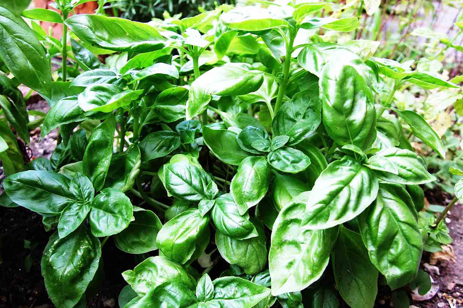 Basil Plant