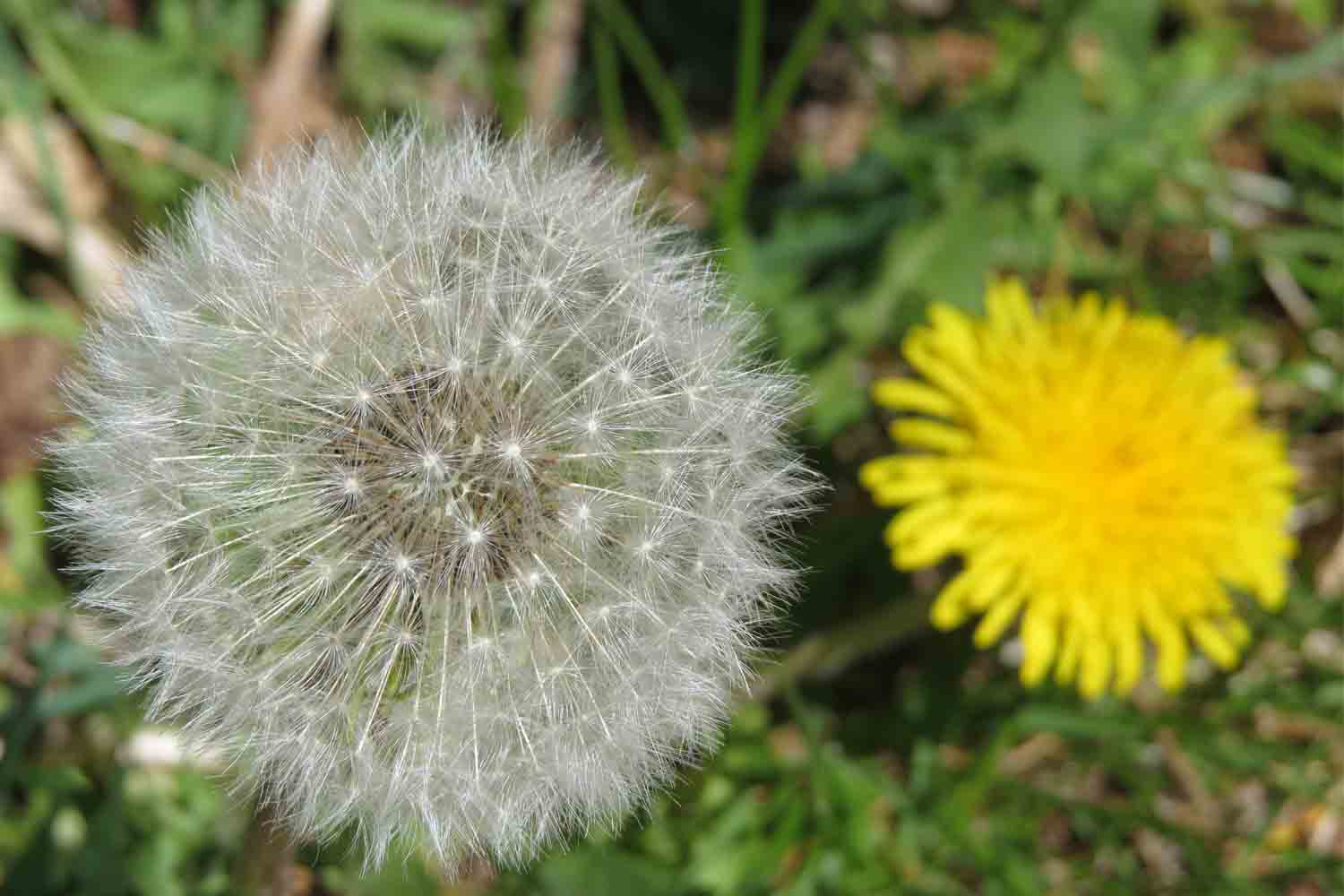 Dandelion (Taraxacum)