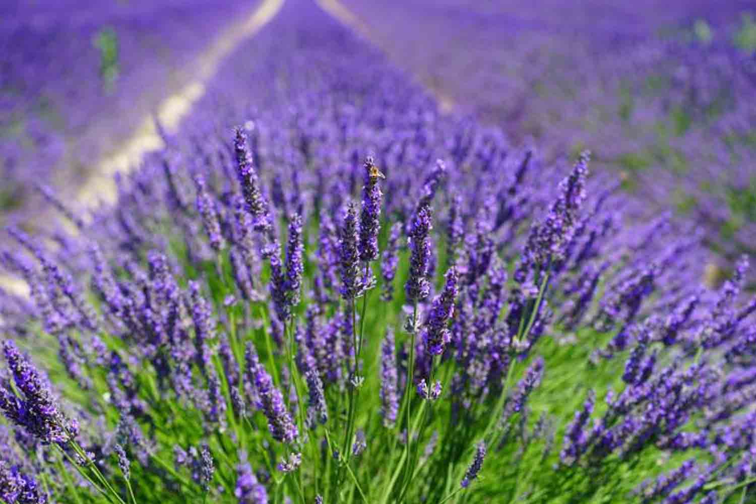 Lavender