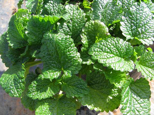 Lemon Balm