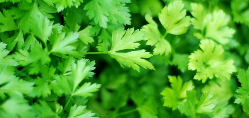 Parsley Plant
