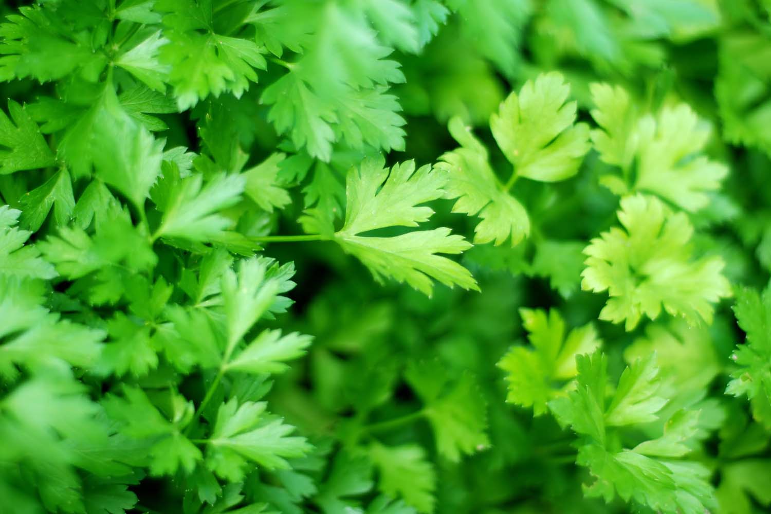 Parsley Plant