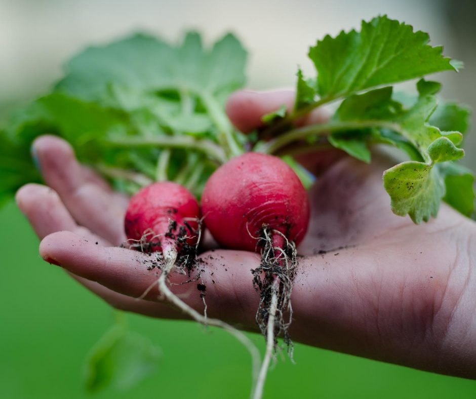 Vegetable gardening